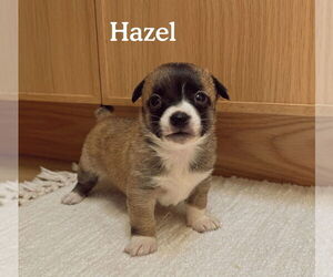 Boston Huahua Dogs for adoption in Bellevue, WA, USA