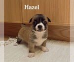 Small Boston Huahua