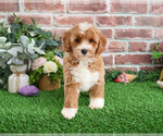 Small Photo #3 Goldendoodle mix (+ Poodle Miniature) Puppy For Sale in SYRACUSE, IN, USA