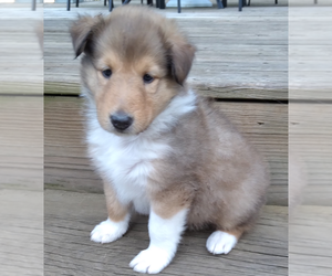 Collie Puppy for sale in WOODBURY, TN, USA