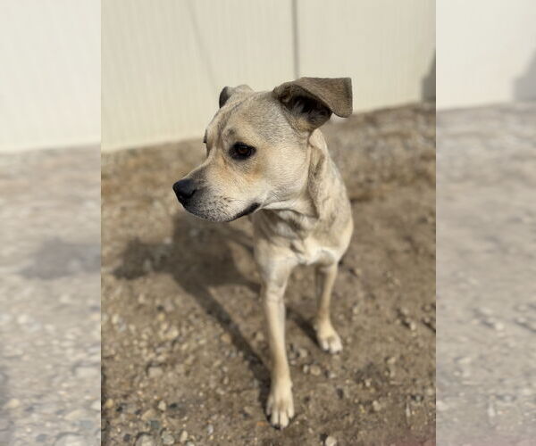 Medium Photo #3 American Pit Bull Terrier-Unknown Mix Puppy For Sale in Corning, AR, USA