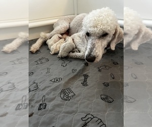 Mother of the Goldendoodle puppies born on 12/06/2024