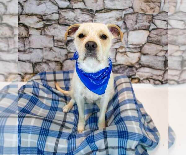 Medium Photo #3 Mutt Puppy For Sale in Kennesaw, GA, USA