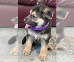 Small #30 German Shepherd Dog