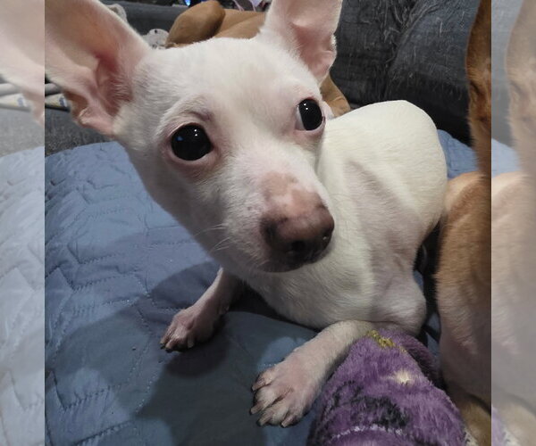 Medium Photo #2 Chihuahua Puppy For Sale in Chester, NJ, USA