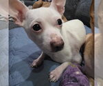 Small Photo #2 Chihuahua Puppy For Sale in Chester, NJ, USA