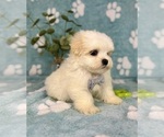 Small #2 Mal-Shi