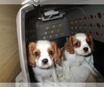 Puppy Alf and Zeal Cavalier King Charles Spaniel