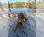 Small Photo #2 Boxer Puppy For Sale in Southbury, CT, USA