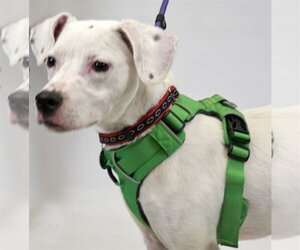 Dalmatian-Whippet Mix Dogs for adoption in Princeton, MN, USA