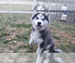 Siberian Husky Puppy for sale in DINWIDDIE, VA, USA