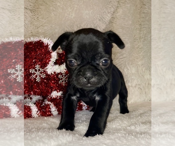 Medium Photo #2 French Bulldog Puppy For Sale in DECATUR, IL, USA