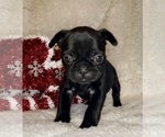 Small #1 French Bulldog
