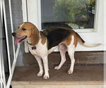 Small #3 Beagle
