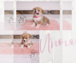Puppy Uno Pembroke Welsh Corgi