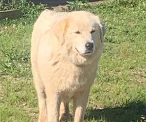 Mother of the Great Pyrenees puppies born on 06/11/2023