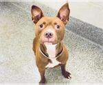 Small #2 American Pit Bull Terrier