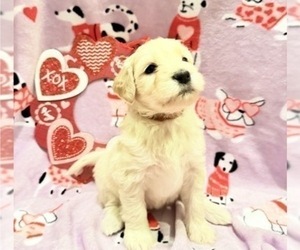 Portuguese Water Dog Puppy for sale in SWARTZ CREEK, MI, USA