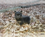 Small Photo #9 Shiranian Puppy For Sale in DINWIDDIE, VA, USA