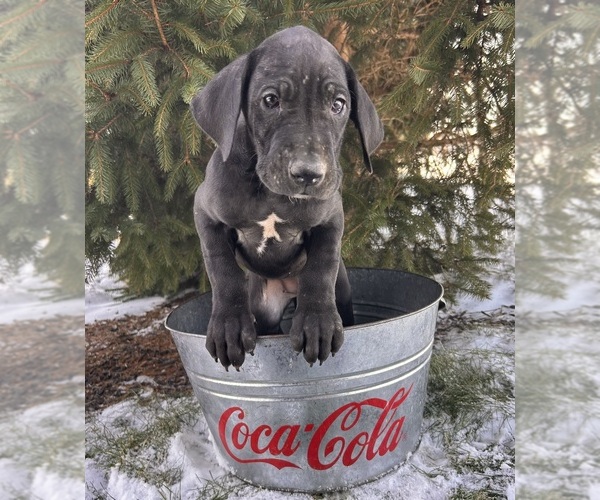 Medium Photo #2 Great Dane Puppy For Sale in MIDDLEBURY, IN, USA