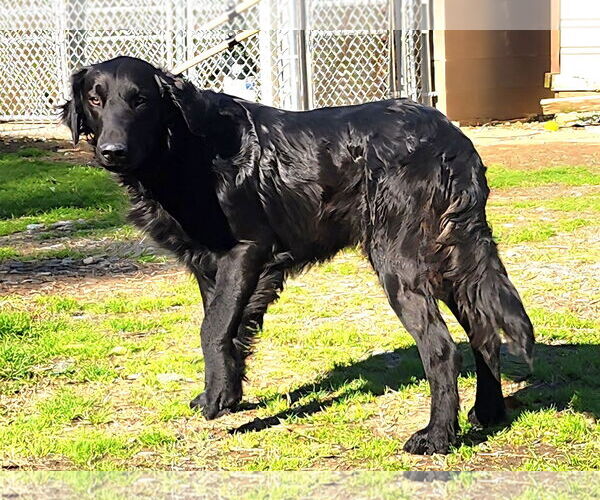 Medium Photo #3 Labrador Retriever-Unknown Mix Puppy For Sale in Wetumpka, AL, USA