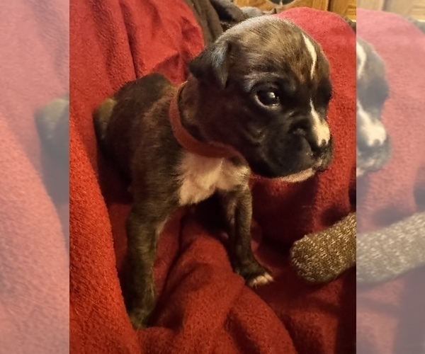 Medium Photo #1 Boxer Puppy For Sale in LANSING, MI, USA