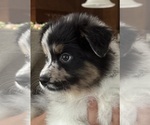 Small #9 Australian Shepherd