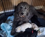 Small #7 Goldendoodle