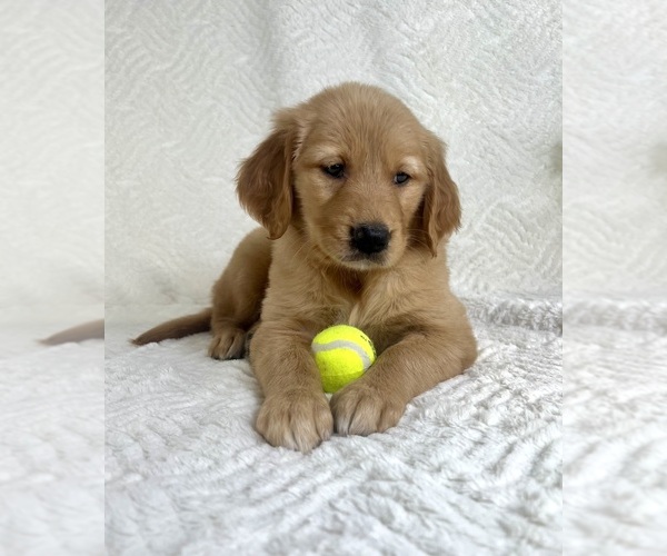 Medium Photo #8 Golden Retriever Puppy For Sale in GREENFIELD, IN, USA