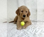 Small Photo #8 Golden Retriever Puppy For Sale in GREENFIELD, IN, USA