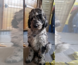 Poodle (Standard) Puppy for sale in WILLIAMSBURG, VA, USA