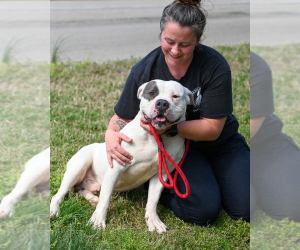 Medium Photo #7 Mutt Puppy For Sale in Glen Allen, VA, USA