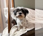 Small Photo #2 Shih Tzu Puppy For Sale in New London, WI, USA