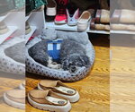 Small Photo #2 Poodle (Standard)-Unknown Mix Puppy For Sale in New London, WI, USA