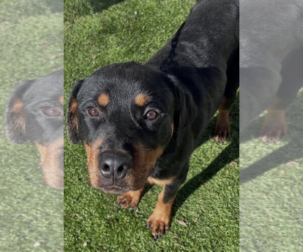 Medium Photo #6 Rottweiler Puppy For Sale in Mooresville, NC, USA