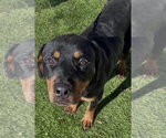 Small #5 Rottweiler