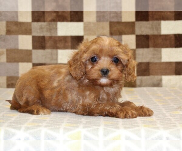 Medium Photo #2 Cavapoo (Miniature) Puppy For Sale in DENVER, PA, USA