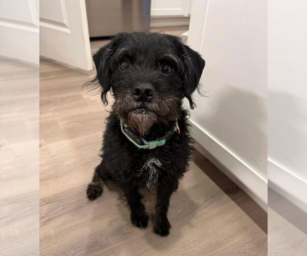 Medium Photo #1 Mutt Puppy For Sale in Grafton, WI, USA