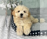 Small #4 Maltipoo