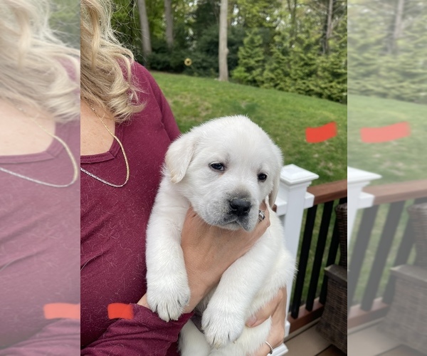 Medium Photo #14 Labrador Retriever Puppy For Sale in DIX HILLS, NY, USA