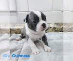 Small Photo #2 Boston Terrier Puppy For Sale in KINGSPORT, TN, USA
