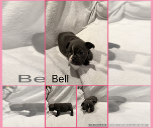 Medium French Bulldog