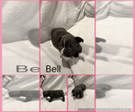 Puppy 4 French Bulldog