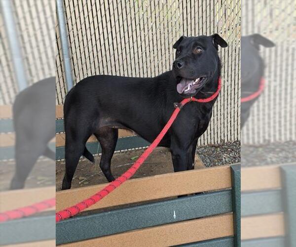 Medium Photo #1 Mutt Puppy For Sale in Palmetto, FL, USA
