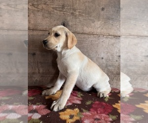 Labrador Retriever Puppy for Sale in VERMONTVILLE, Michigan USA