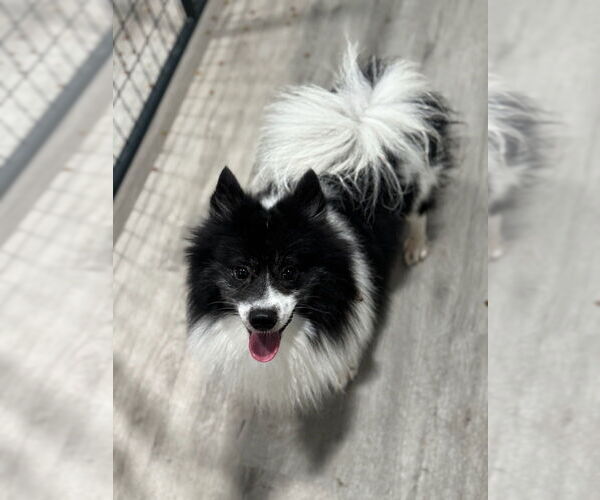 Medium Photo #3 Pomeranian Puppy For Sale in Oak Bluffs, MA, USA