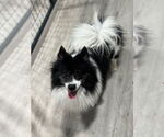 Small #2 Pomeranian