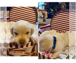 Labrador Retriever Puppy for sale in IUKA, IL, USA