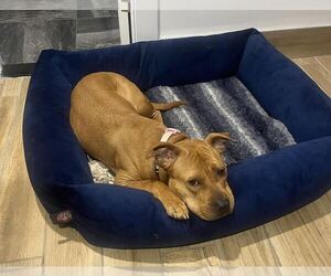 Mutt Dogs for adoption in Tenafly, NJ, USA