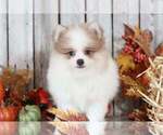 Small Photo #1 Pomeranian Puppy For Sale in MOUNT VERNON, OH, USA